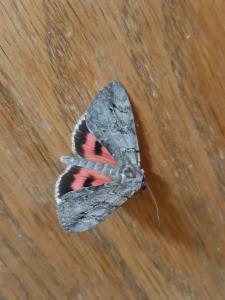 Click to view this image in a large viewer