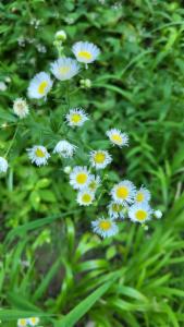 Click to view this image in a large viewer