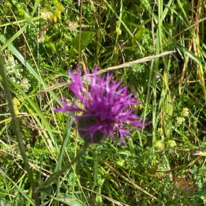 Click to view this image in a large viewer