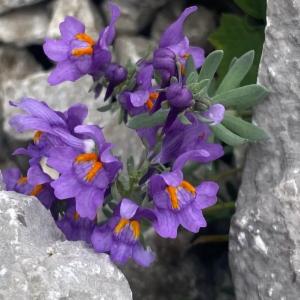 Click to view this image in a large viewer