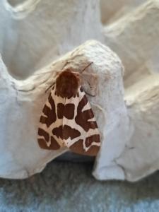 Click to view this image in a large viewer