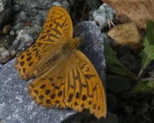 Click to view this image in a large viewer