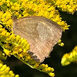 Click to view this image in a large viewer