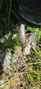 Click to view this image in a large viewer