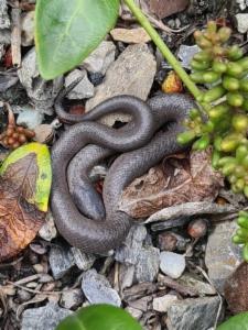 Click to view this image in a large viewer