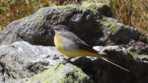 Click to view this image in a large viewer