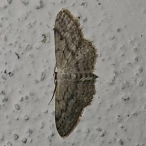 Click to view this image in a large viewer