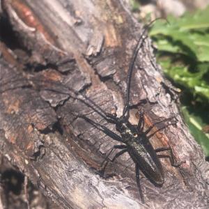 Click to view this image in a large viewer