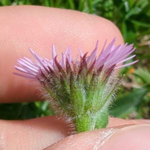 Click to view this image in a large viewer