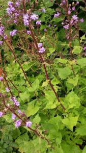 Click to view this image in a large viewer