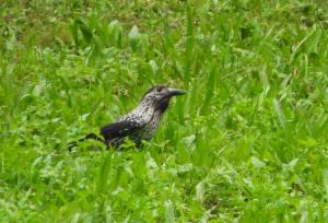 Click to view this image in a large viewer