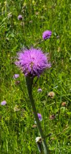 Click to view this image in a large viewer