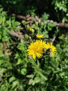 Click to view this image in a large viewer