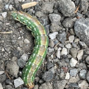 Click to view this image in a large viewer