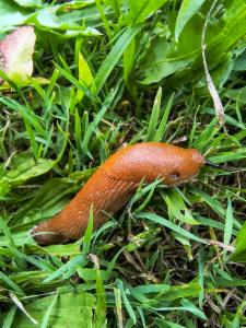 Click to view this image in a large viewer