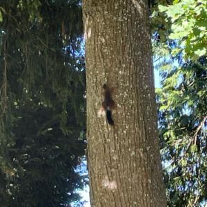 Click to view this image in a large viewer