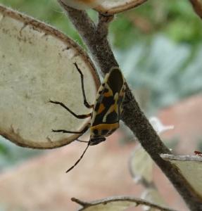 Click to view this image in a large viewer