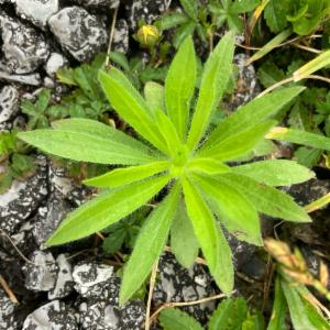 Click to view this image in a large viewer