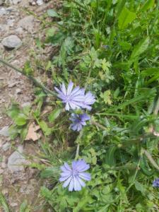 Click to view this image in a large viewer