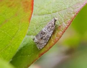 Click to view this image in a large viewer