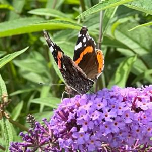 Click to view this image in a large viewer