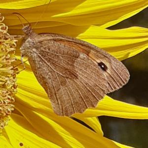 Click to view this image in a large viewer