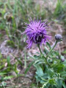 Click to view this image in a large viewer