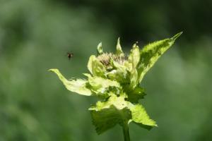 Click to view this image in a large viewer