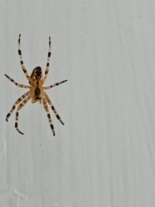 Click to view this image in a large viewer