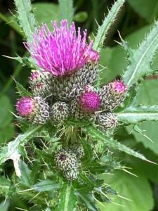 Click to view this image in a large viewer