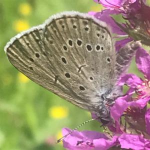 Click to view this image in a large viewer