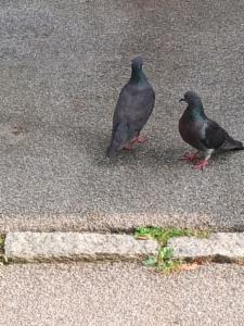 Click to view this image in a large viewer