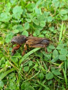 Click to view this image in a large viewer