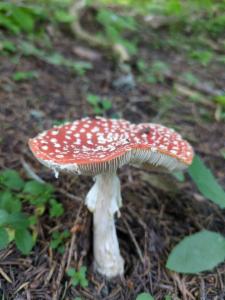 Click to view this image in a large viewer