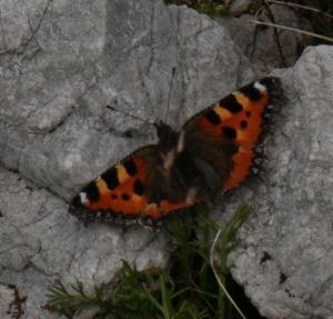 Click to view this image in a large viewer