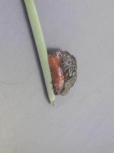 Click to view this image in a large viewer