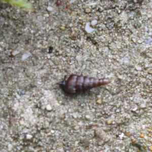 Click to view this image in a large viewer