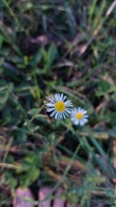 Click to view this image in a large viewer