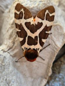 Click to view this image in a large viewer