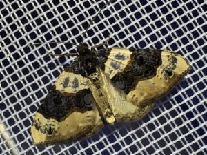 Click to view this image in a large viewer