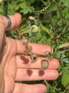 Click to view this image in a large viewer