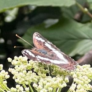 Click to view this image in a large viewer