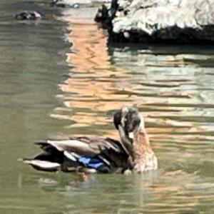 Click to view this image in a large viewer