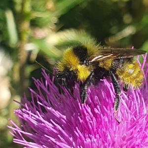 Click to view this image in a large viewer