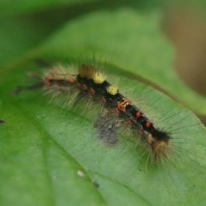 Click to view this image in a large viewer