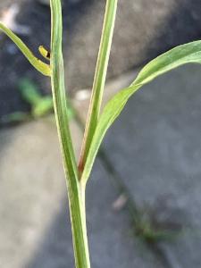 Click to view this image in a large viewer