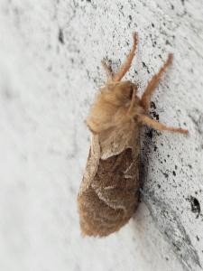 Click to view this image in a large viewer