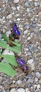 Click to view this image in a large viewer