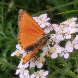 Click to view this image in a large viewer