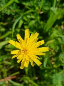 Click to view this image in a large viewer